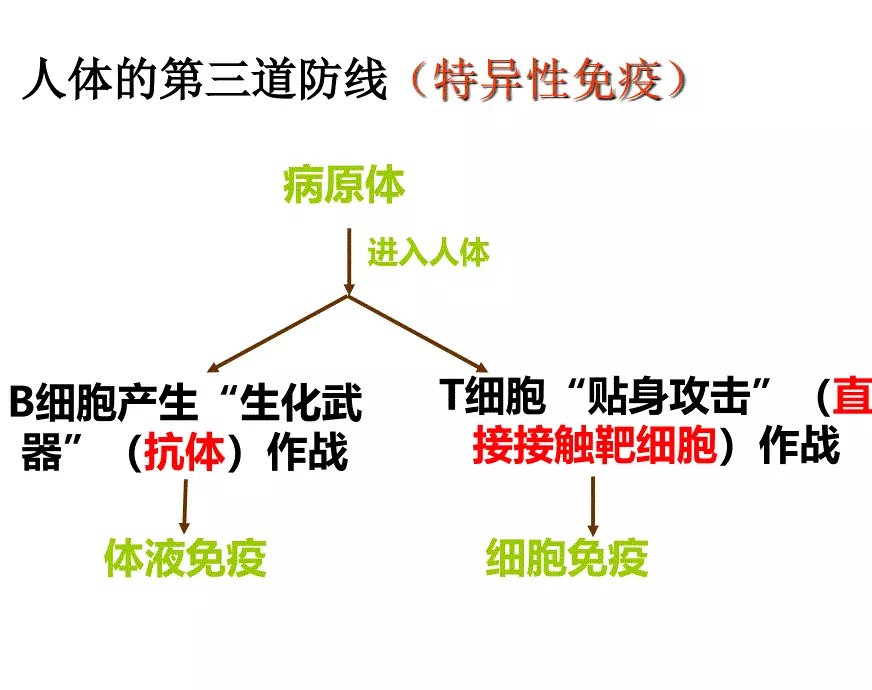 免疫调节-市级公开课课件资料ppt
